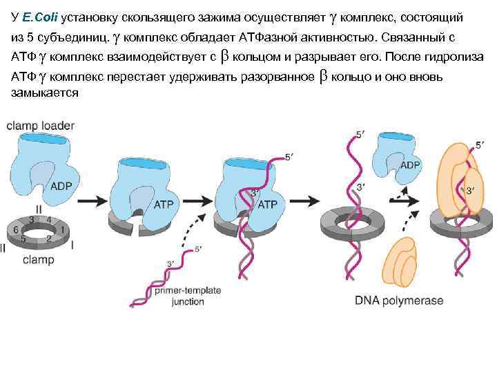 У E. Coli установку скользящего зажима осуществляет g комплекс, состоящий из 5 субъединиц. g