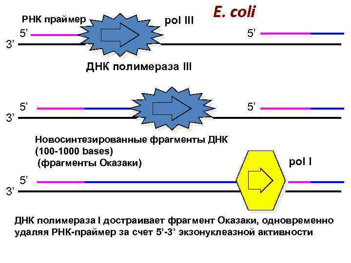 РНК праймер 3’ pol III E. coli 5’ 5’ ДНК полимераза III 3’ 5’