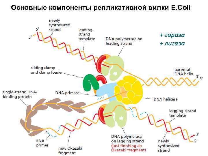 Основные компоненты репликативной вилки E. Coli + гираза + лигаза 