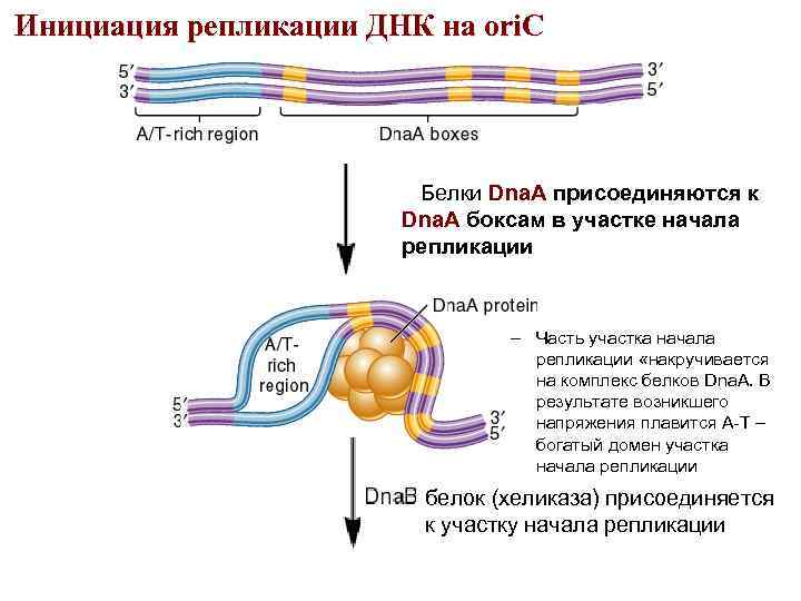 Белков репликации. Инициация репликации ДНК: схема процесса. Репликация ДНК стадии инициация. Инициация репликации – образование репликативной вилки.. Схема инициации репликации.