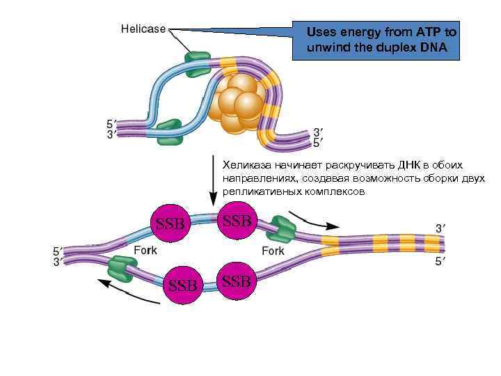 Uses energy from ATP to unwind the duplex DNA Хеликаза начинает раскручивать ДНК в