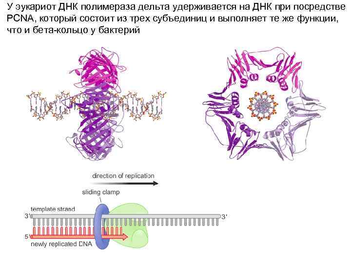 У эукариот ДНК полимераза дельта удерживается на ДНК при посредстве PCNA, который состоит из