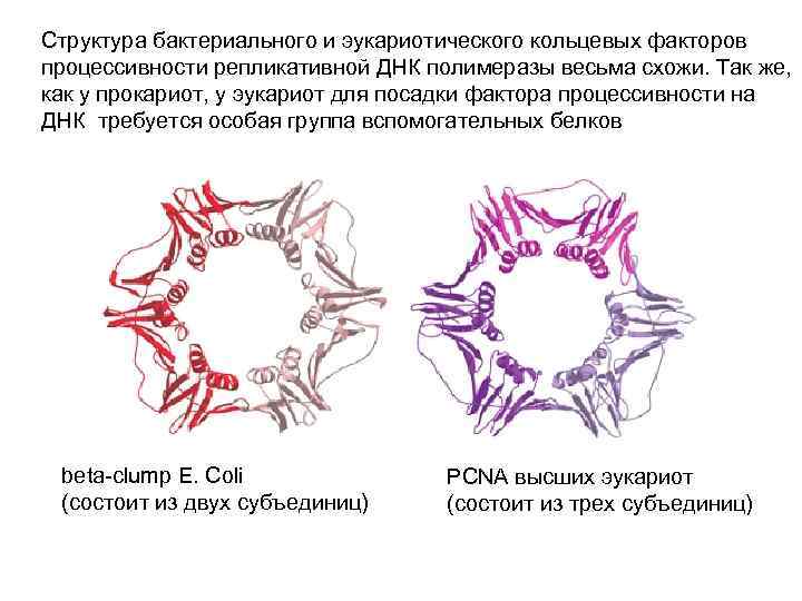 Структура бактериального и эукариотического кольцевых факторов процессивности репликативной ДНК полимеразы весьма схожи. Так же,