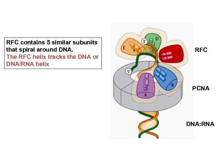 RFC contains 5 similar subunits that spiral around DNA. The RFC helix tracks the