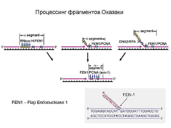 Процессинг фрагментов Оказаки FEN 1 – Flap Endonuclease 1 