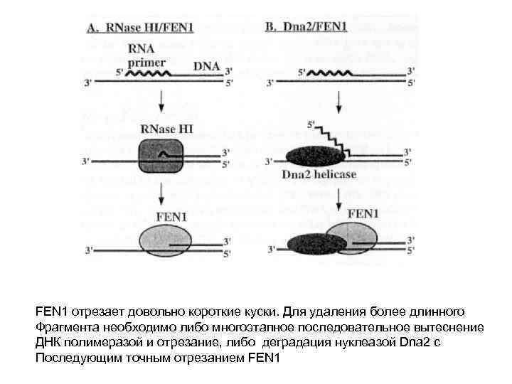 FEN 1 отрезает довольно короткие куски. Для удаления более длинного Фрагмента необходимо либо многоэтапное