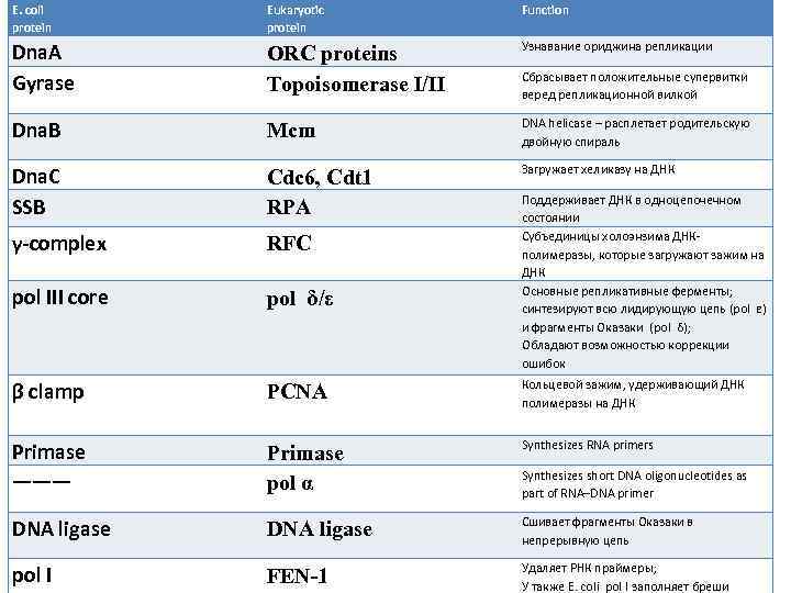 E. coli protein Eukaryotic protein Function Dna. A Gyrase ORC proteins Topoisomerase I/II Узнавание