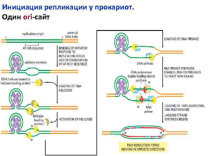 Инициация репликации у прокариот. Один ori-сайт 