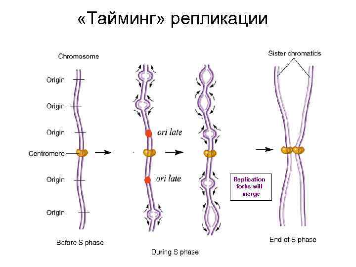  «Тайминг» репликации Replication forks will merge 