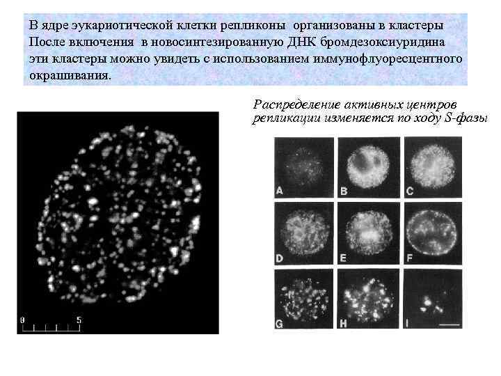 В ядре эукариотической клетки репликоны организованы в кластеры После включения в новосинтезированную ДНК бромдезоксиуридина