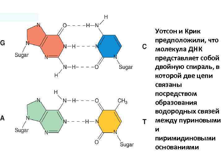 Уотсон и Крик предположили, что молекула ДНК представляет собой двойную спираль, в которой две