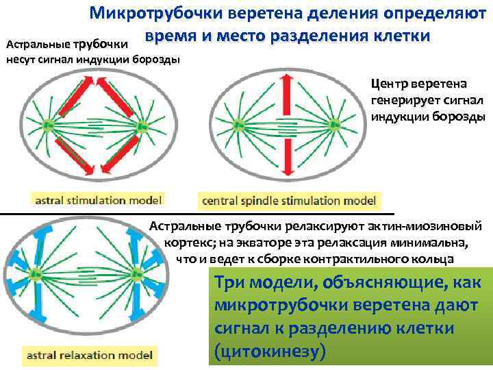 Веретено деления рисунок