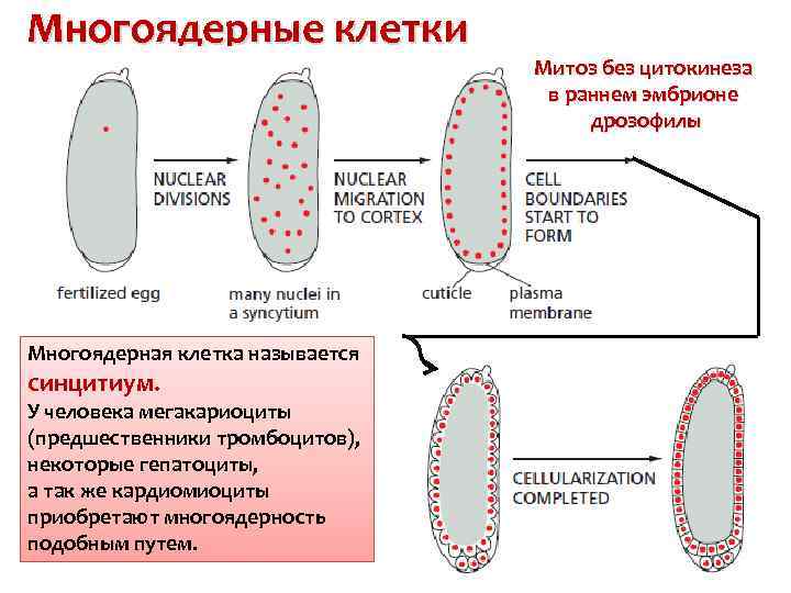 Многоядерные клетки Многоядерная клетка называется синцитиум. У человека мегакариоциты (предшественники тромбоцитов), некоторые гепатоциты, а