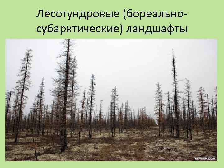Лесотундровые (бореальносубарктические) ландшафты 
