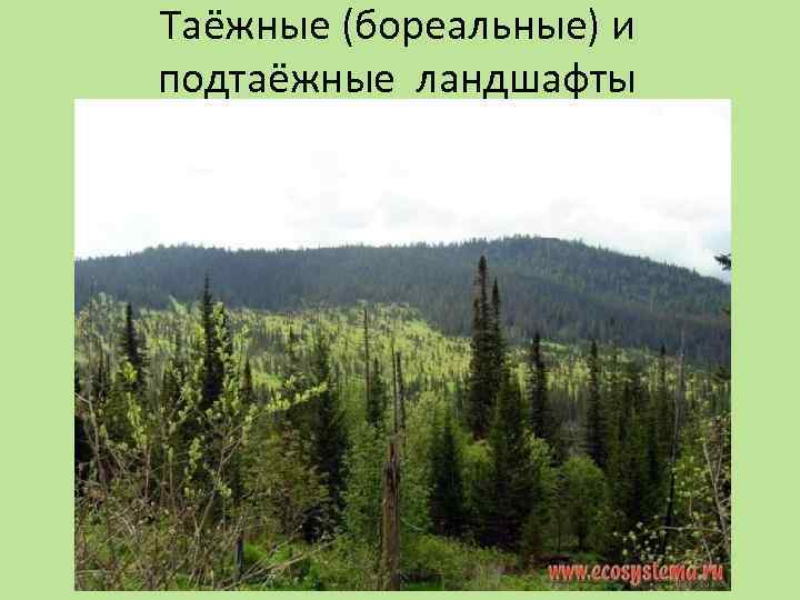 Таёжные (бореальные) и подтаёжные ландшафты 