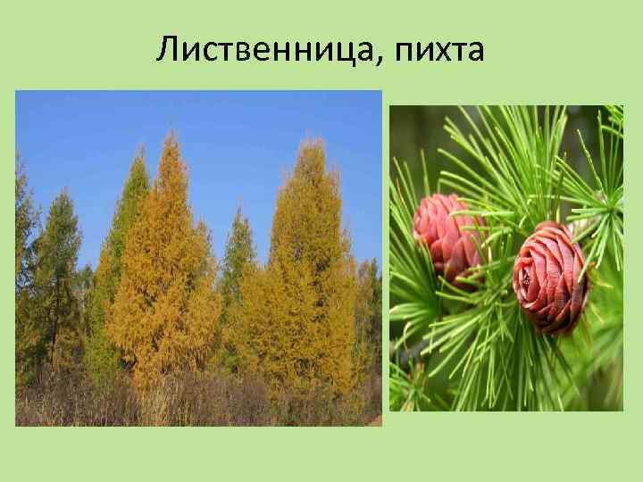 Лиственница, пихта 