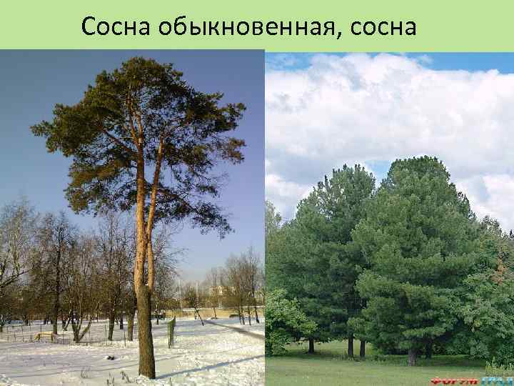 Сосна обыкновенная, сосна сибирская 