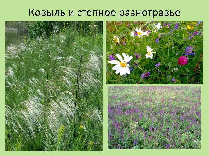 Ковыль и степное разнотравье 