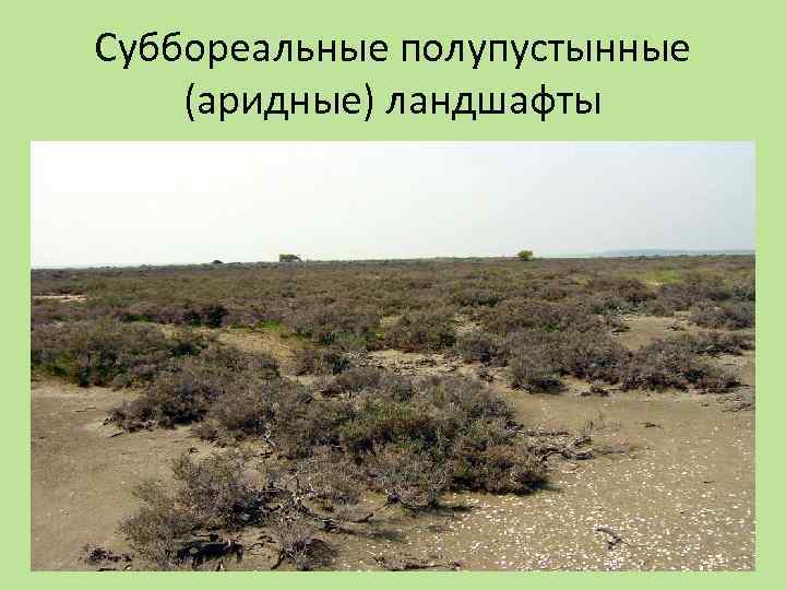 Суббореальные полупустынные (аридные) ландшафты 