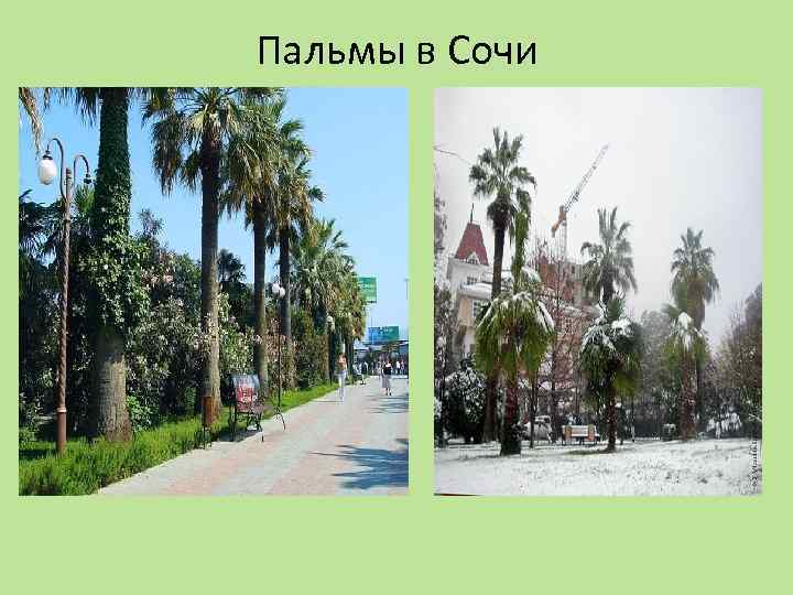 Пальмы в Сочи 