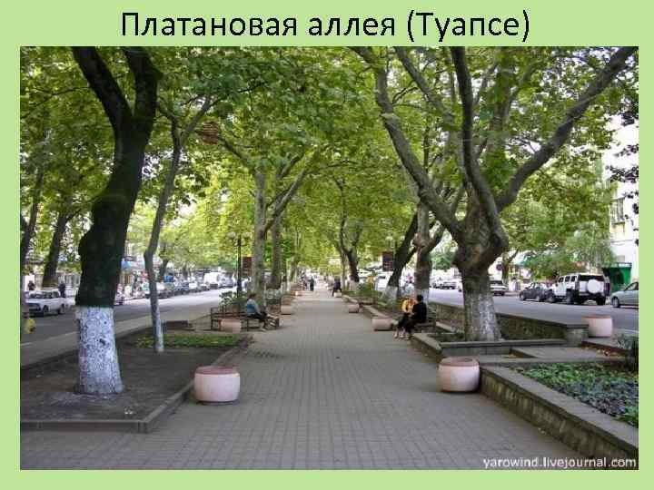 Платановая аллея (Туапсе) 