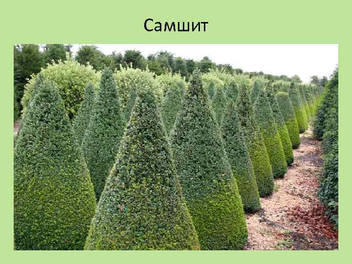 Самшит 