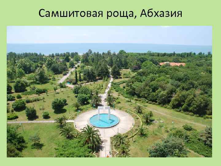 Самшитовая роща, Абхазия 