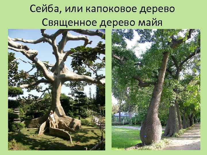 Сейба, или капоковое дерево Священное дерево майя 