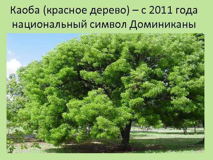 Каоба (красное дерево) – с 2011 года национальный символ Доминиканы 