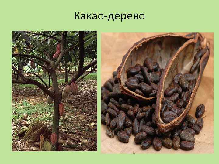 Какао-дерево 