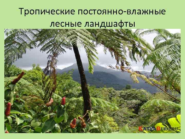 Тропические постоянно-влажные лесные ландшафты 