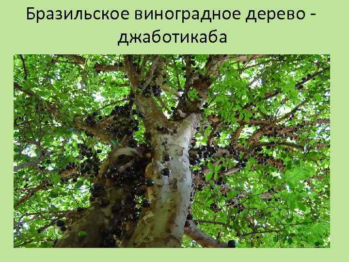 Бразильское виноградное дерево джаботикаба 