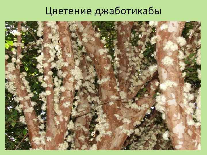 Цветение джаботикабы 