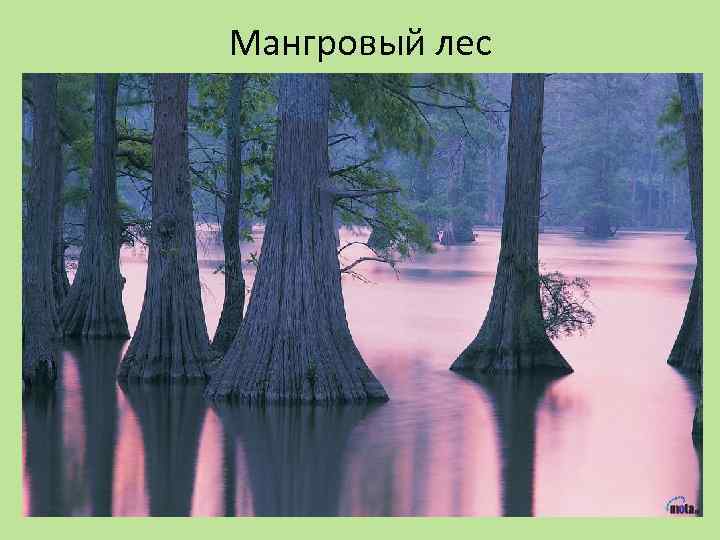 Мангровый лес 