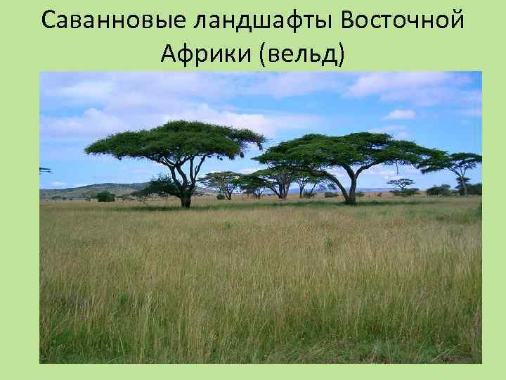 Саванновые ландшафты Восточной Африки (вельд) 