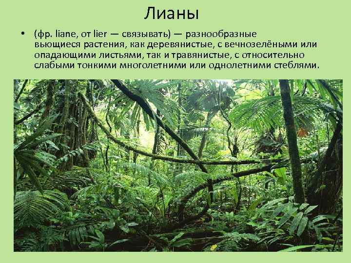 Лианы • (фр. liane, от lier — связывать) — разнообразные вьющиеся растения, как деревянистые,
