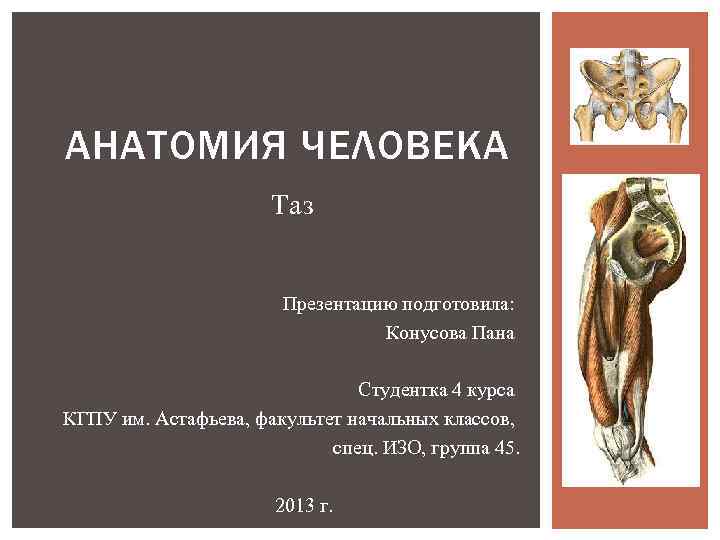 АНАТОМИЯ ЧЕЛОВЕКА Таз Презентацию подготовила: Конусова Пана Студентка 4 курса КГПУ им. Астафьева, факультет