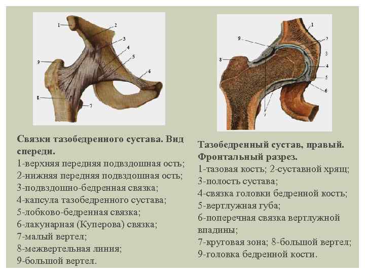 Связки тазобедренного сустава фото