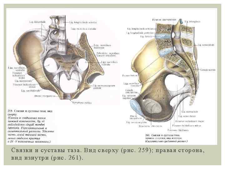 Связки и суставы таза. Вид сверху (рис. 259); правая сторона, вид изнутри (рис. 261).