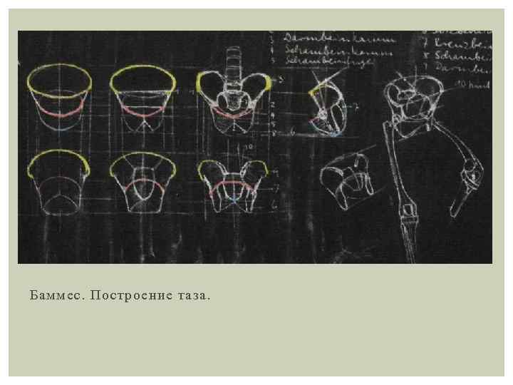 Баммес. Построение таза. 