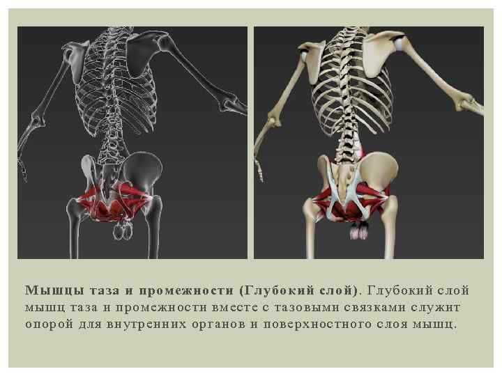 Мышцы таза и промежности (Глубокий слой). Глубокий слой мышц таза и промежности вместе с