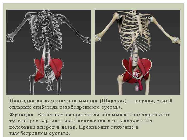 Подвздошно-поясничная мышца (Iliopsoas) — парная, самый сильный сгибатель тазобедренного сустава. Функция. Взаимным напряжением обе