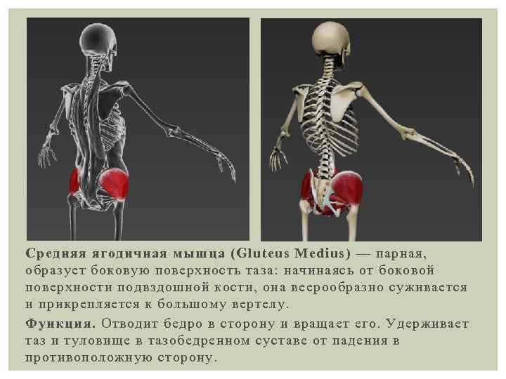 Средняя ягодичная мышца (Gluteus Medius) — парная, образует боковую поверхность таза: начинаясь от боковой