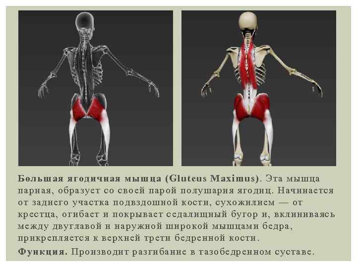 Большая ягодичная мышца (Gluteus Maximus). Эта мышца парная, образует со своей парой полушария ягодиц.