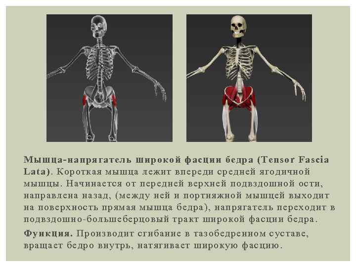 Мышцы напрягались. Мышца натягивающая широкую фасцию бедра. Мышца натягивающая широкую фасцию бедра функции. Напрягатель фасции. Мышца-напрягатель широкой фасции.