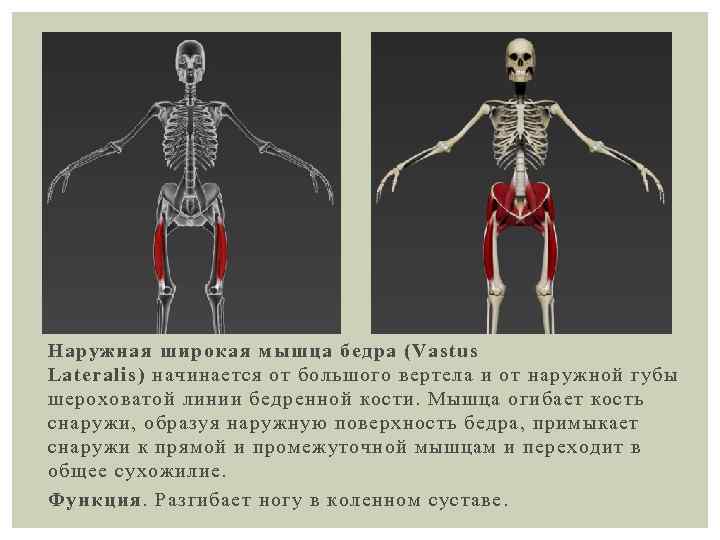 Наружная широкая мышца бедра (Vastus Lateralis) начинается от большого вертела и от наружной губы