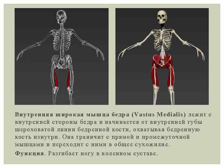 Внутренняя широкая мышца бедра (Vastus Medialis) лежит с внутренней стороны бедра и начинается от