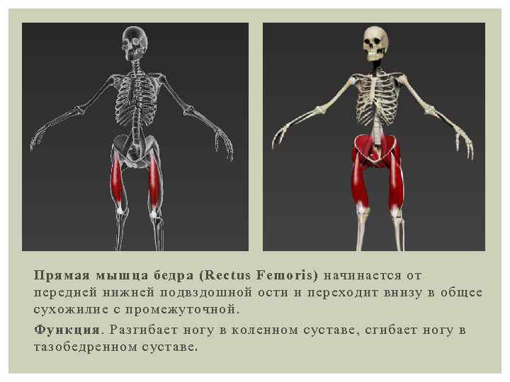 Прямая мышца бедра (Rectus Femoris) начинается от передней нижней подвздошной ости и переходит внизу