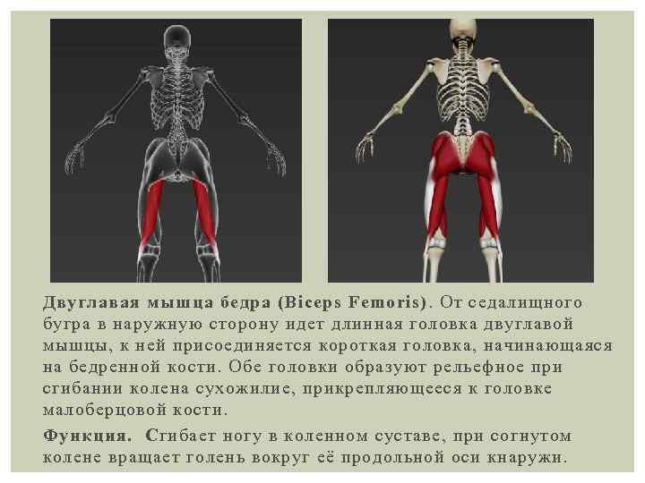 Двуглавая мышца бедра (Biceps Femoris). От седалищного бугра в наружную сторону идет длинная головка