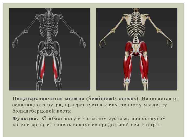 Полуперепончатая мышца (Semimembranosus). Начинается от седалищного бугра, прикрепляется к внутреннему мыщелку большеберцовой кости. Функция.